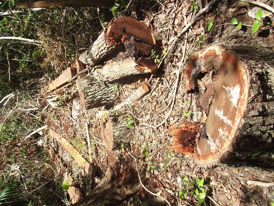 Tala furtiva para favorecer industria turística de Holbox tiene a producción chiclera cardenense al borde de la desaparición