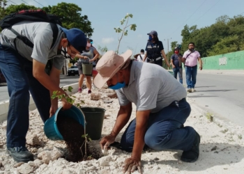 Aguakan planta en Cancún más de 150 árboles en seis meses