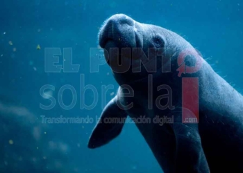 Dolphin Discovery anuncia diversas actividades para conmemorar el Día Internacional del Manatí