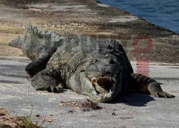 El cocodrilo, vital para mantener un ecosistema sano en la laguna de Nichupté