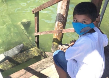 Nombran a «bebé» manatí como fundador de la ciudad de Chetumal: «Pompeyo»