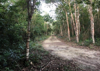 Autoridad estatal exhorta a quintanarroenses no comprar terrenos sin garantía de urbanización