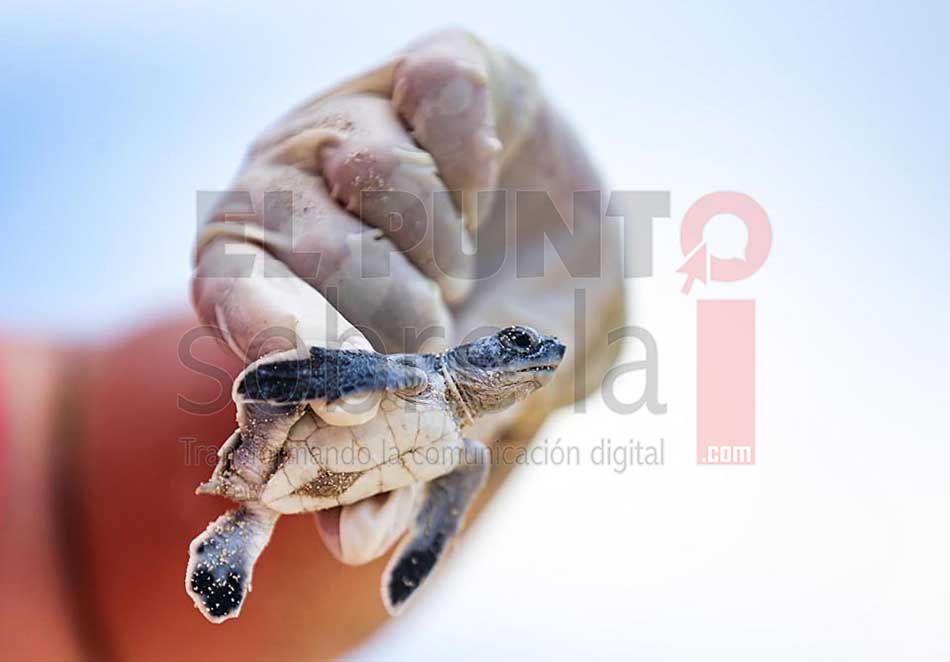 Registra Puerto Morelos casi ocho mil crías de tortuga eclosionadas en la presente época de anidación