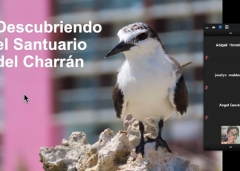 Promueven en Isla Mujeres la preservación de las aves conocidas como “Charranes”