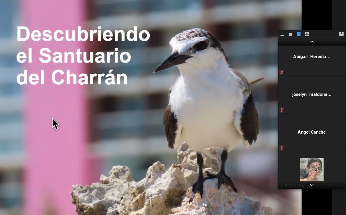 Promueven en Isla Mujeres la preservación de las aves conocidas como “Charranes”