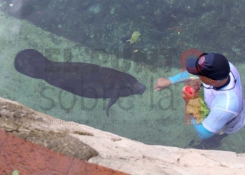Gobierno de Quintana Roo impulsa la protección de los manatíes
