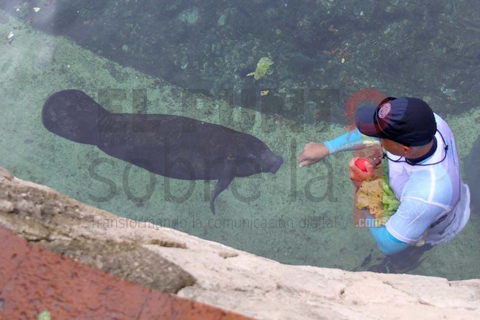 Gobierno de Quintana Roo impulsa la protección de los manatíes