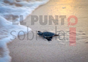 Ya fueron liberadas más de 13 mil tortugas y protegidos 519 nidos en Solidaridad
