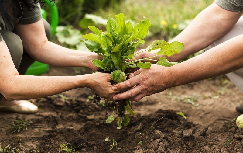 Hacia un programa nacional de agroecología
