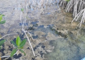 Bacalar: ¡Sensacionalismo “ambiental”!