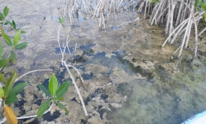 Bacalar: ¡Sensacionalismo “ambiental”!