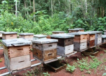 Denuncian muerte de miles de abejas en la comunidad de La Candelaria
