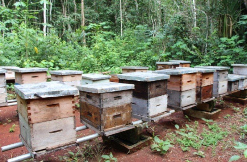 Denuncian muerte de miles de abejas en la comunidad de La Candelaria