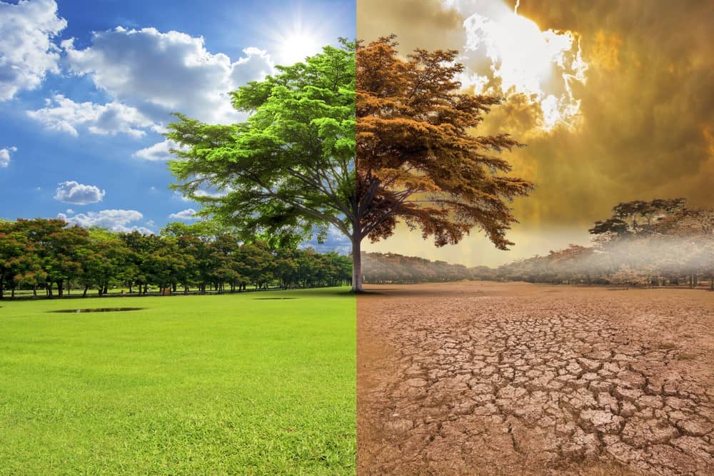 Reflexiones sobre el día internacional del cambio climático