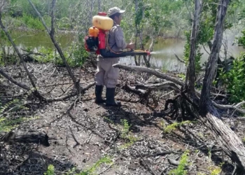 Quintana Roo cumplió dos años y medio sin transmisión local de paludismo