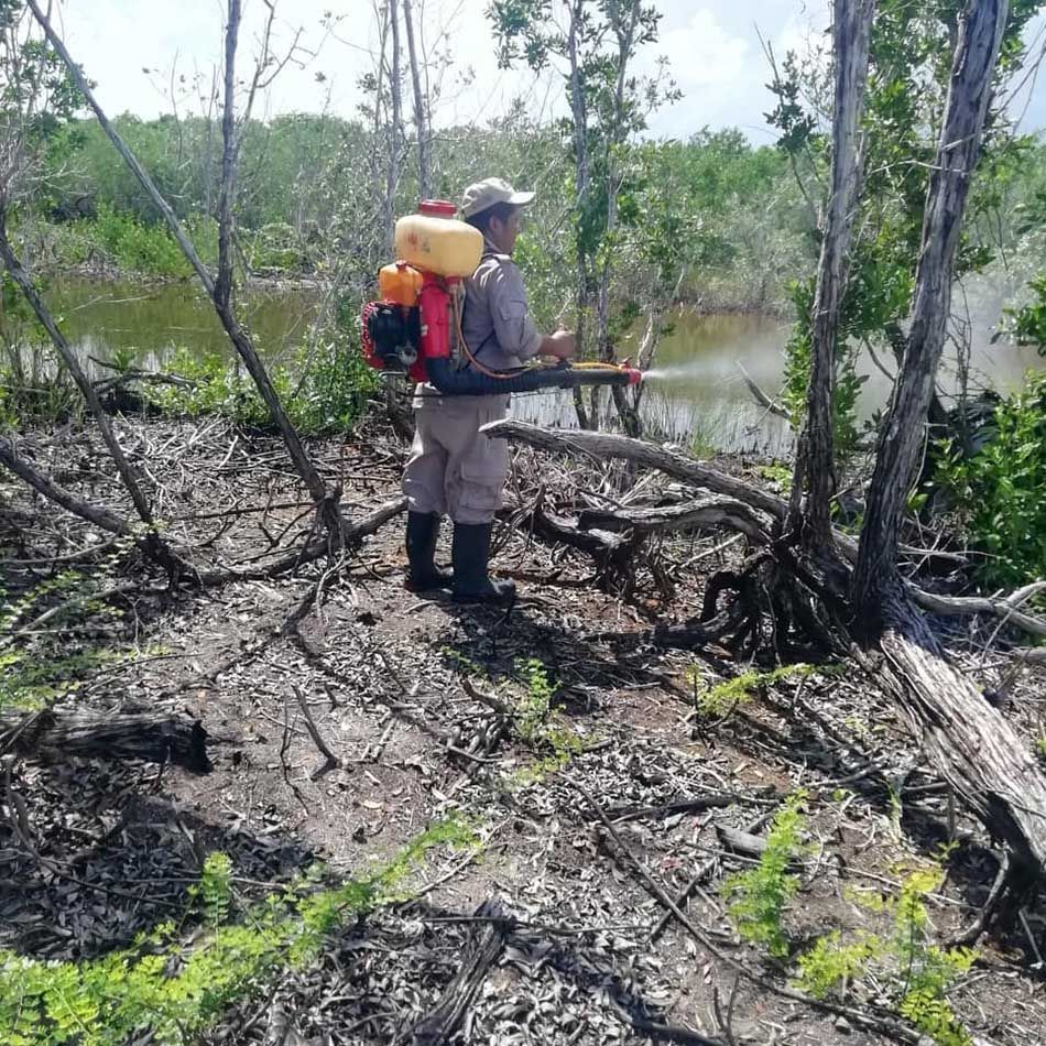 Quintana Roo cumplió dos años y medio sin transmisión local de paludismo