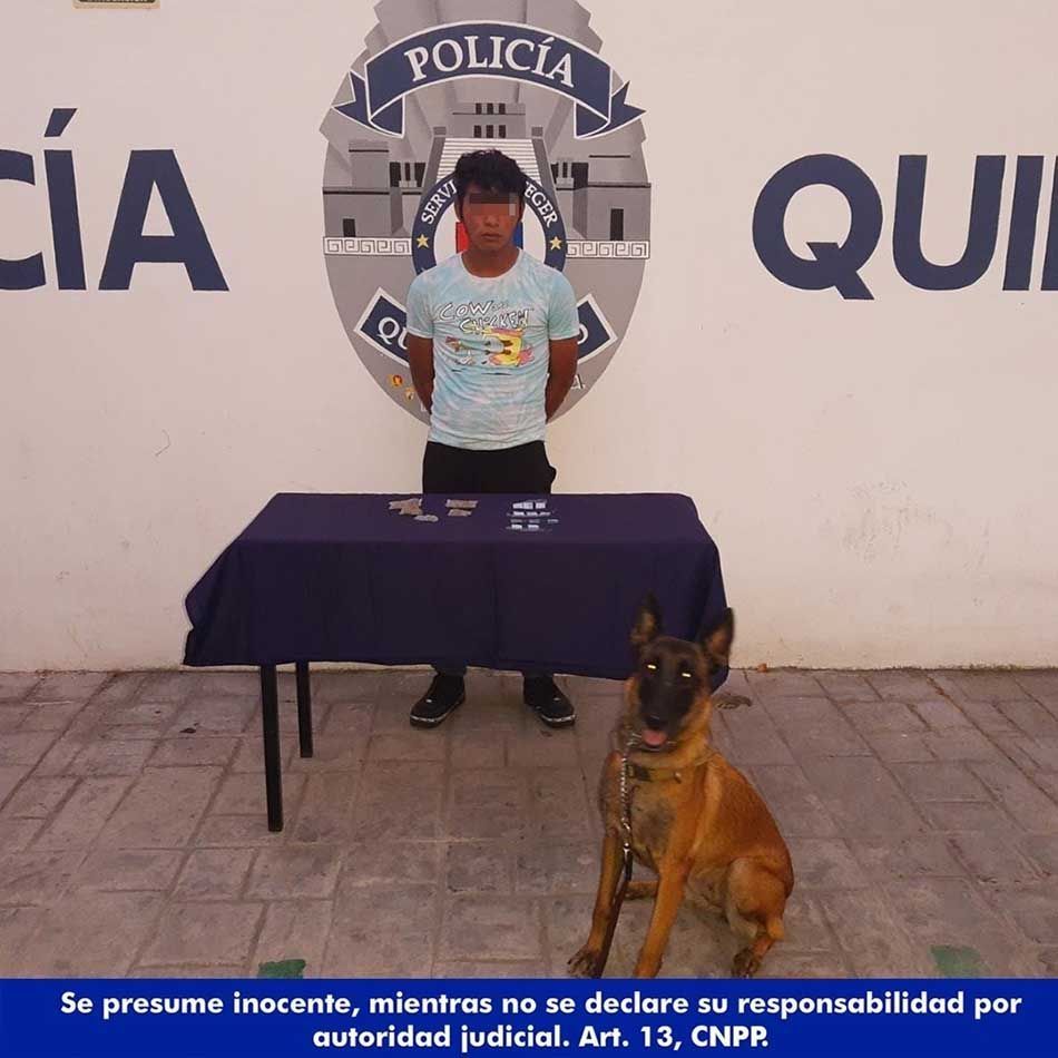 Unidad Canina de la Policía Quintana Roo detiene en Playa del Carmen a sujeto con drogas