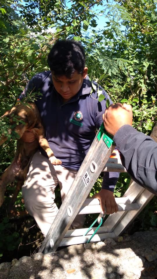 Lo rescatan sano y salvo tras caer a un sumidero