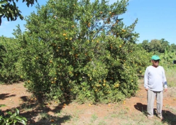Falta de compradores impide a agricultores de zona maya de Quintana Roo vender su producción