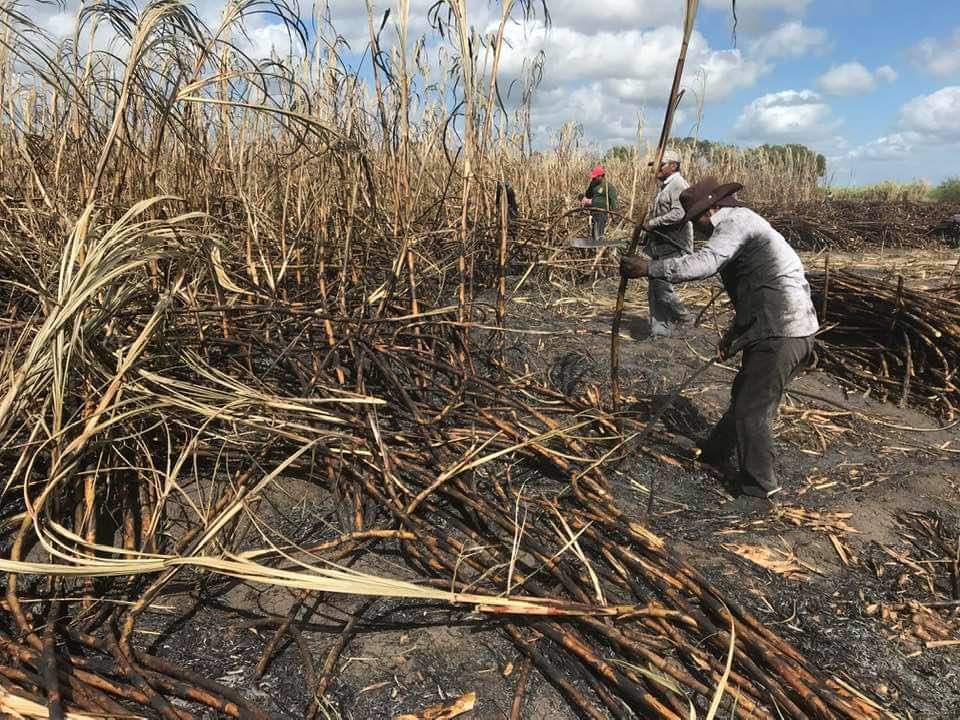 Negocian inicio de zafra a nivel nacional