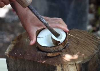 Productores de aceite de coco de Xcalak esperan consolidar la actividad con la llegada del Tren Maya