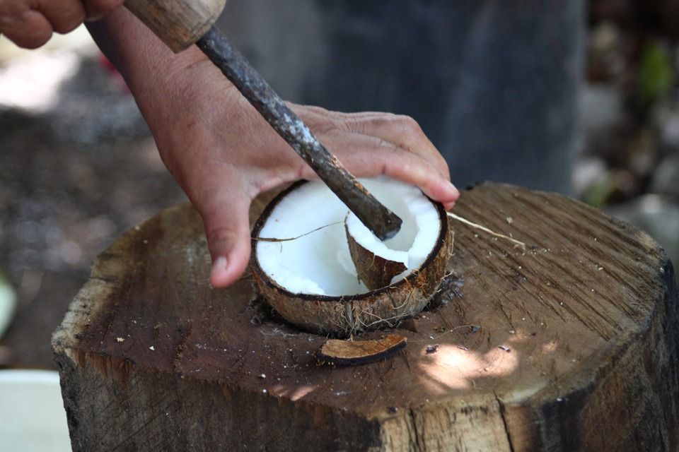 Productores de aceite de coco de Xcalak esperan consolidar la actividad con la llegada del Tren Maya