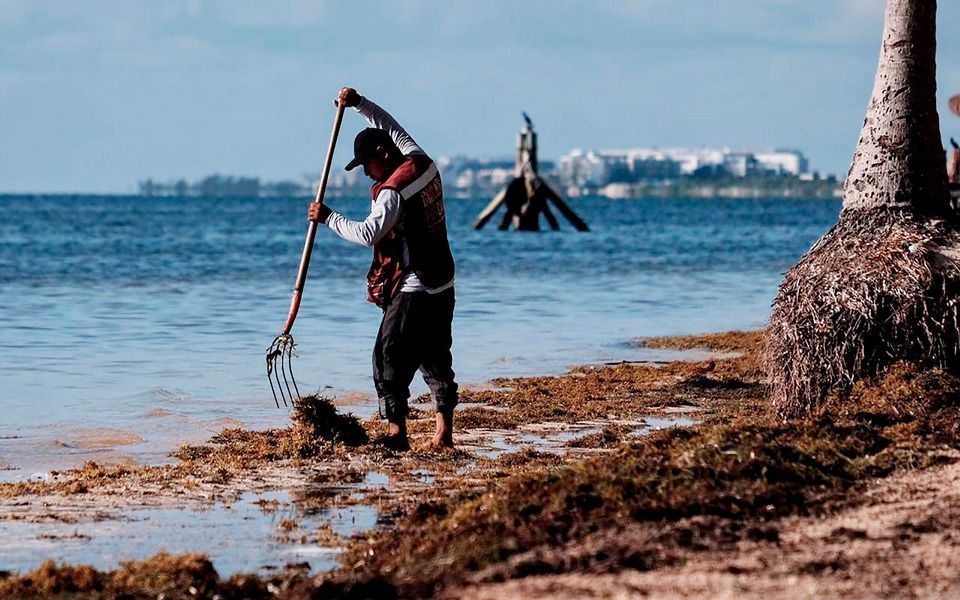 Científicos advierten altos niveles de metales pesados en sargazo que arriba a Q.Roo