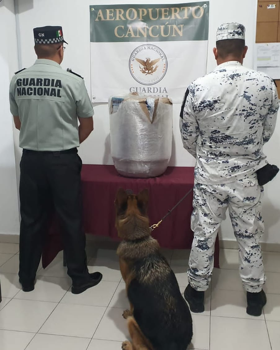 Ejemplares caninos detectan paquetes con droga en aeropuerto de Cancún