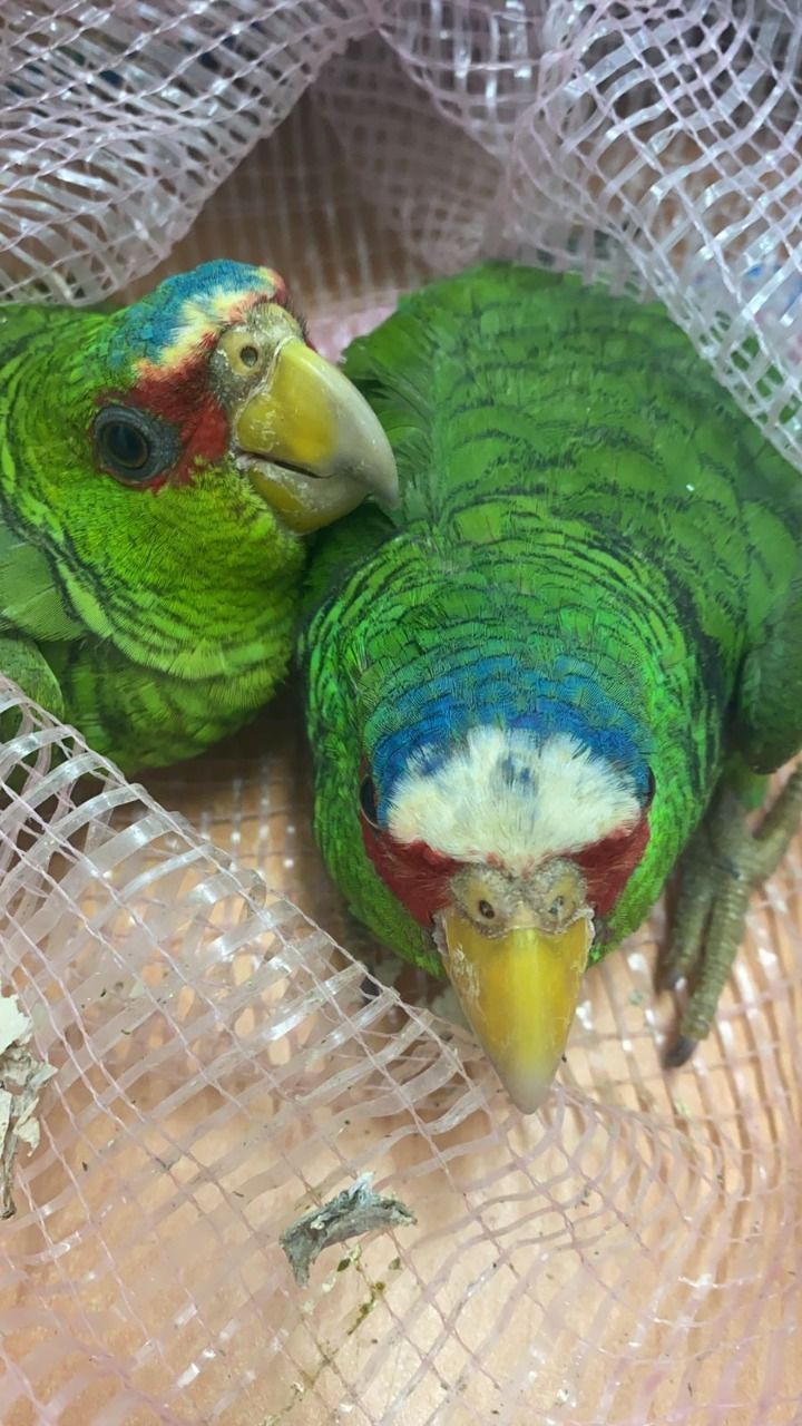 Detienen en Playa del Carmen a sujetos que llevaban aves de especie protegida