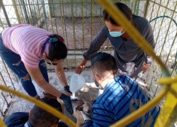Ayuntamiento de la transformación prepara el consejo municipal de protección animal