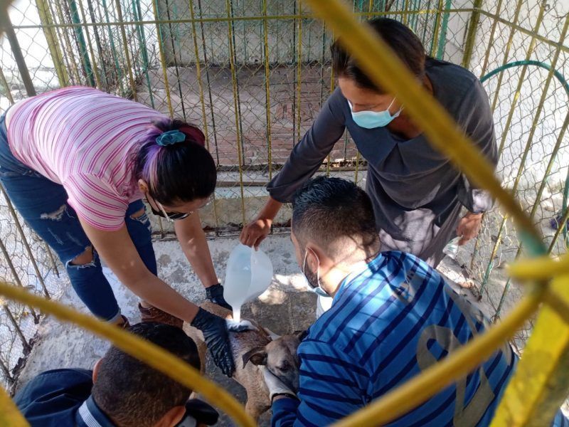 Ayuntamiento de la transformación prepara el consejo municipal de protección animal