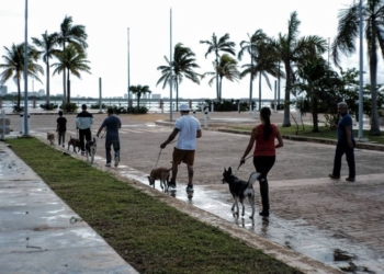 Sin importar si es de raza o no, todo perro debe ser educado, recomienda experimentado entrenador