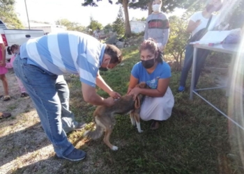Autoridades buscan reducir problemática de fauna callejera para evitar problemas sanitarios en Felipe Carrillo Puerto