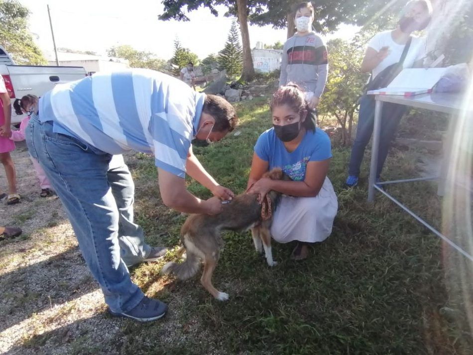 Autoridades buscan reducir problemática de fauna callejera para evitar problemas sanitarios en Felipe Carrillo Puerto