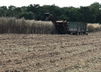 Sin definir inicio de zafra en Quintana Roo
