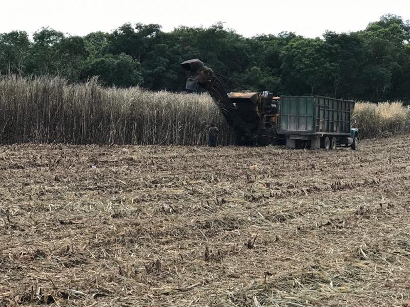 Sin definir inicio de zafra en Quintana Roo
