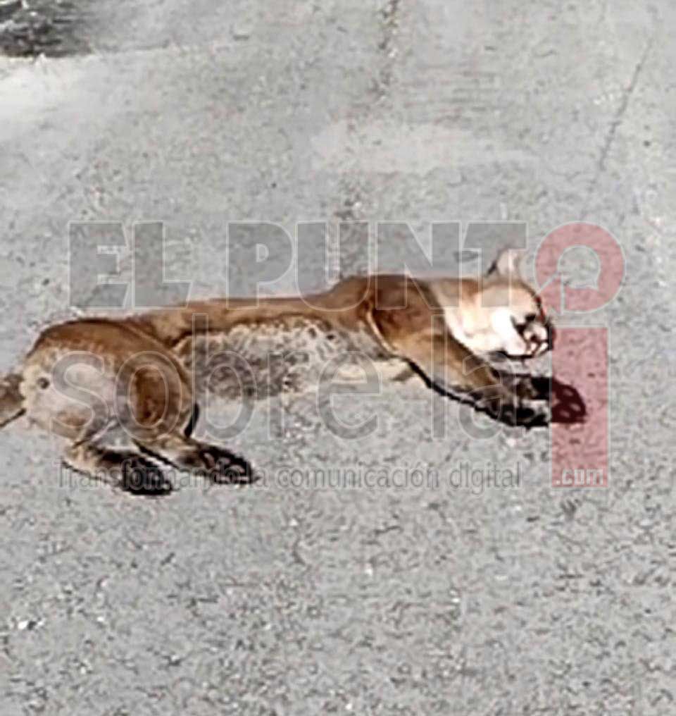 «Vehículo fantasma» arrolla y mata a jaguar en cercanías de Mahahual