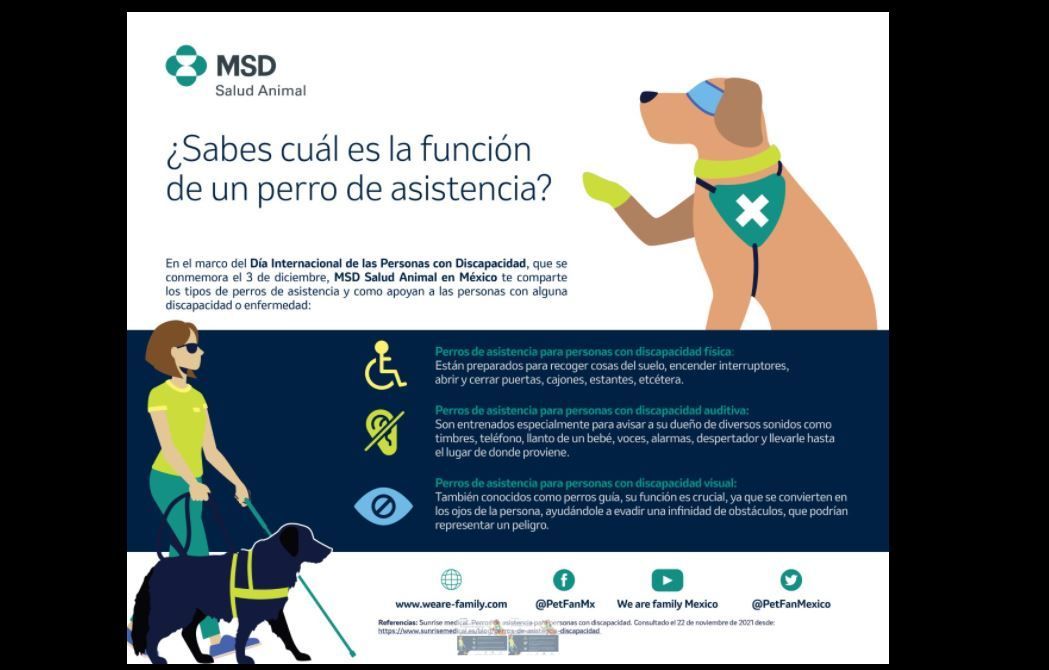Perros de servicio, aliados de las personas con discapacidad
