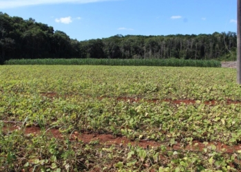 Campesinos de José María Morelos ya no tendrán que viajar para pesar su producción a Yucatán; estrenarán báscula