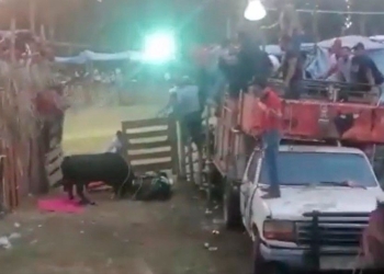 Denuncian maltrato animal durante fiestas religiosas en la zona maya de Quintana Roo