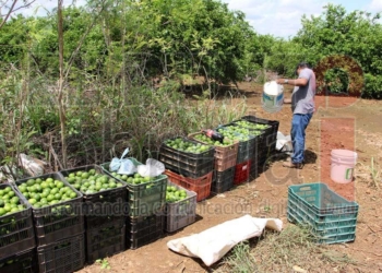 Ayuntamiento de José María Morelos apoya a campesinos con nuevo programa