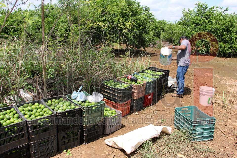 Ayuntamiento de José María Morelos apoya a campesinos con nuevo programa