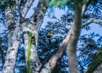 National Geographic coloca a Belice, entre los 25 destinos más increíbles de 2022