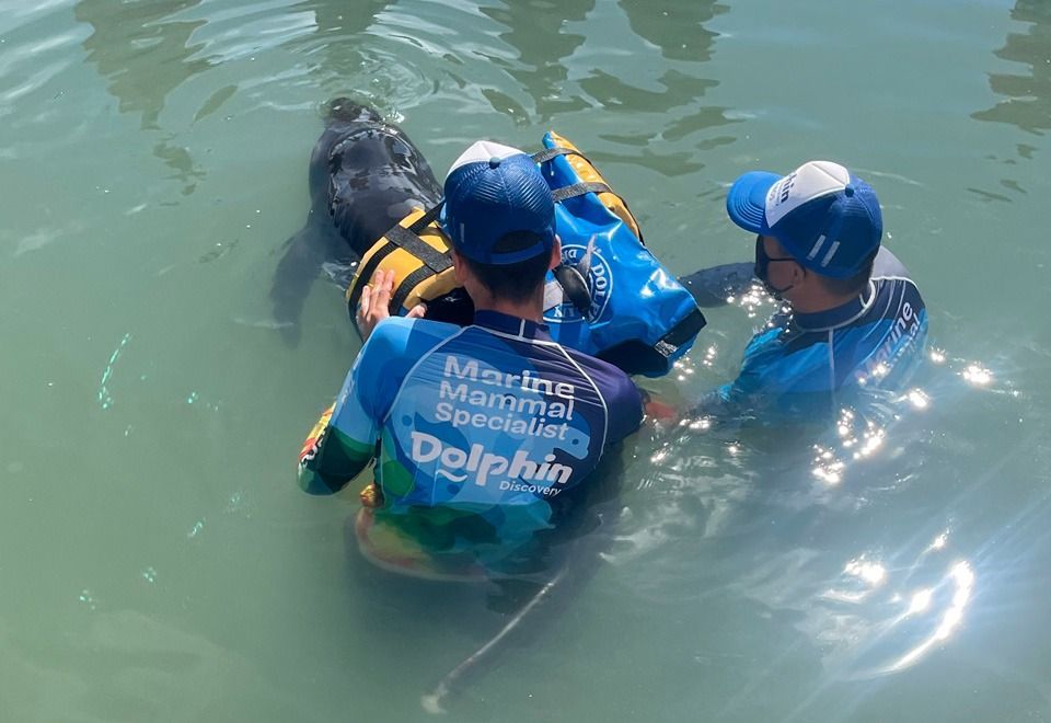 Veterinarios de Dolphin Discovery salvan a delfín atrapado en red de pesca en Los Cabos