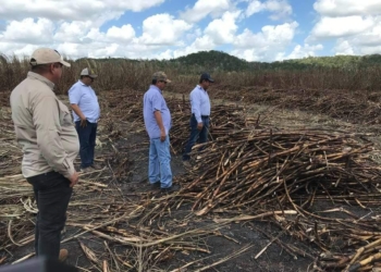 Acuerdan Cañeros e ingenio calendario de pago para cañeros