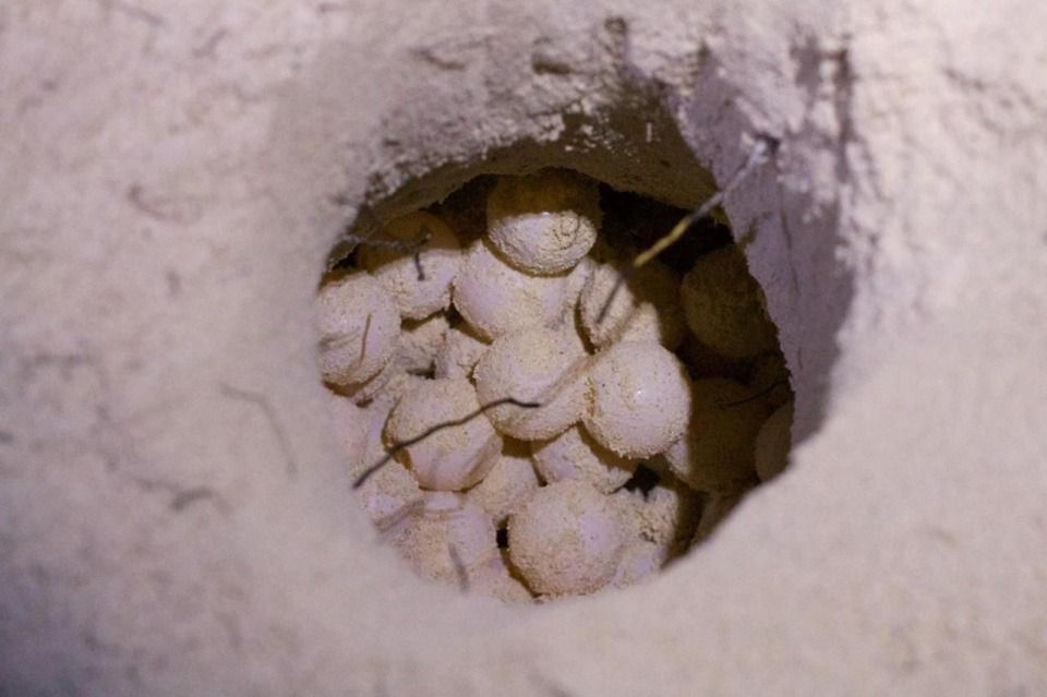 Fundación cozumeleña registra alza de 40 por ciento en la anidación de tortugas en Punta Sur
