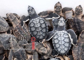 Fueron liberadas poco más de 125 mil crías de tortugas marinas en Puerto Morelos
