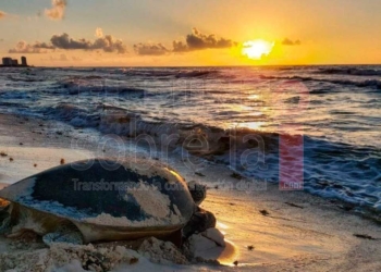 En esta temporada se liberaron en Benito Juárez poco más de 855 mil crías de tortuga marina