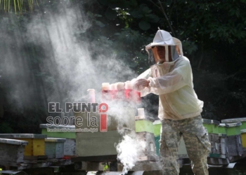 Gobiernos de México, Chile y Nueva Zelanda, trabajan en proyectos de meliponarios en Felipe Carrillo Puerto