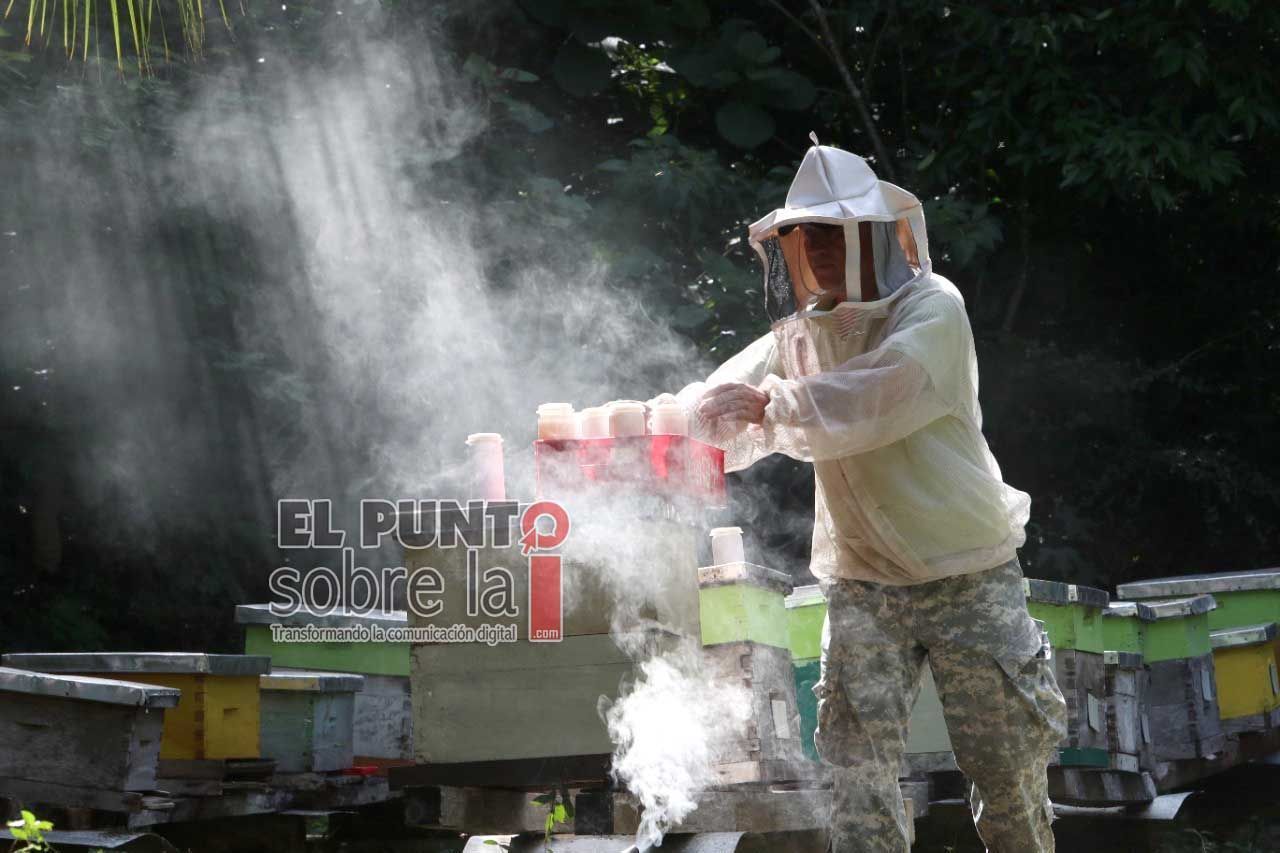 Gobiernos de México, Chile y Nueva Zelanda, trabajan en proyectos de meliponarios en Felipe Carrillo Puerto